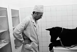 Examines: Moscow veterinary clinic