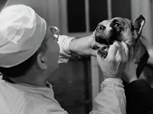 Nosov: Moscow veterinary clinic