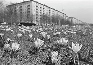Snowdrops: Moscow views, 1981