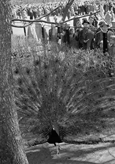 Peacock: Moscow Zoo, 1962