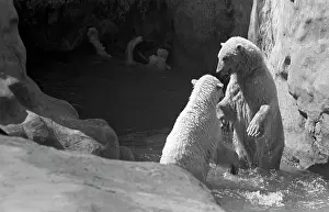 Enclosure: Moscow Zoo, 1968