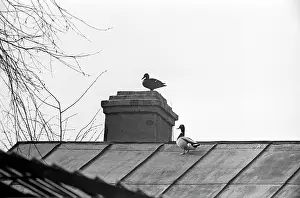 Nosov: Moscow Zoo, 1968