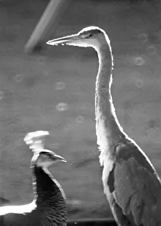 Peacock: Moscow Zoo, 1970