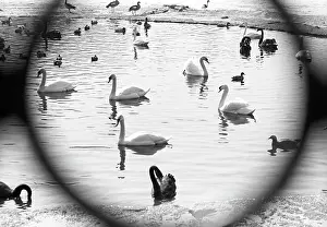 Swans: Moscow Zoo, 1973