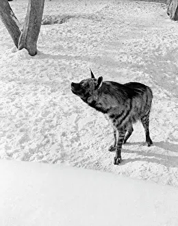 Hyena: Moscow Zoo, 1978