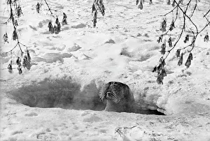 Walrus: Moscow Zoo, 1978