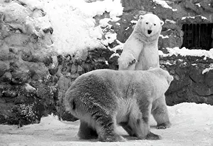 Enclosure: Moscow Zoo, 1982