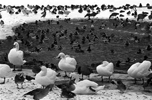 Stay: Moscow Zoo, 1982