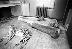 Enclosure: Moscow Zoo, 1982