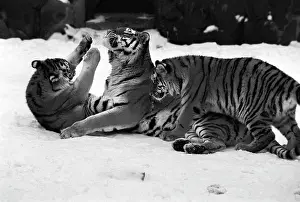 Enclosure: Moscow Zoo, 1982