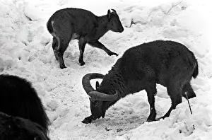 Goats: Moscow Zoo, 1982
