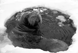 Walrus: Moscow Zoo, 1982