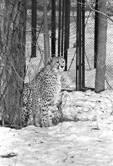 Zavyalov: Moscow Zoo, 1982