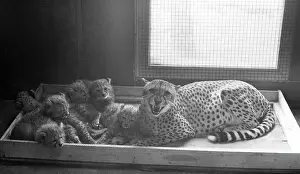 Cheetah: Moscow Zoo, 1982