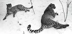 Enclosure: Moscow Zoo, 1983