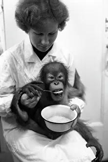 Orangutan: Moscow Zoo, 1983