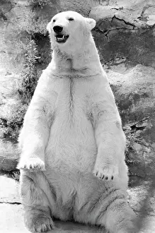 Enclosure: Moscow Zoo, 1983