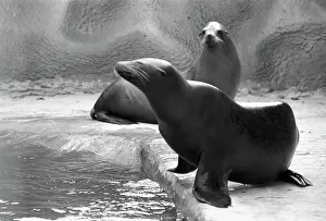 Enclosure: Moscow Zoo, 1983