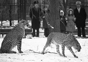 Lizunov: Moscow Zoo, 1983