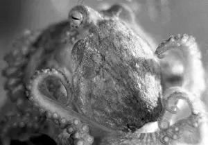 Octopus: Moscow Zoo, 1983
