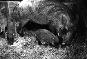Boar: Moscow Zoo, 1983