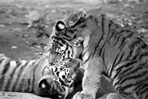 Enclosure: Moscow Zoo, 1985
