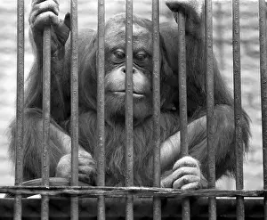 Gorilla: Moscow Zoo, 1985