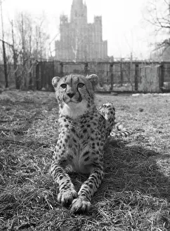 Cheetah: Moscow Zoo, 1987