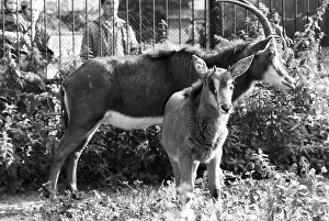 Enclosure: Moscow Zoo, 1987