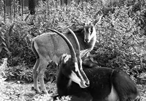 Enclosure: Moscow Zoo, 1987