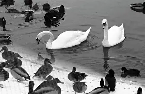 Swans: Moscow Zoo, 1988