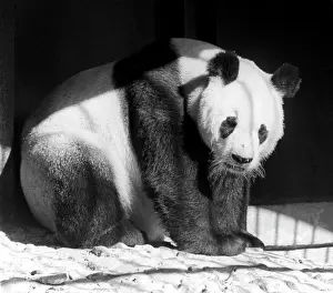 Enclosure: Moscow Zoo, 1988