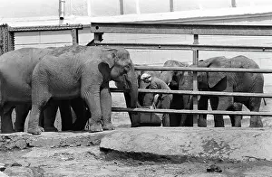Enclosure: Moscow Zoo, 1989