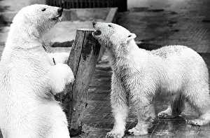 Playground: Moscow Zoo, 1989