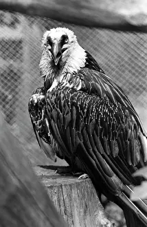 Maksimov: Moscow Zoo, 1989
