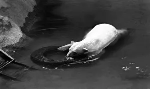 Maksimov: Moscow Zoo, 1989