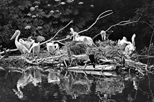 Maksimov: Moscow Zoo, 1989