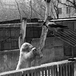 Crow: Moscow Zoo, 1989