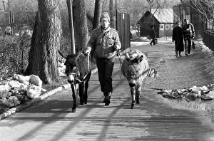 Donkeys: Moscow Zoo, 1989