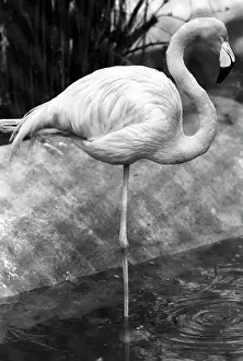 Maksimov: Moscow Zoo, 1989