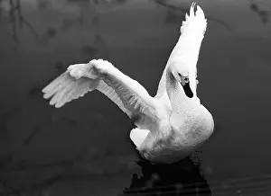 Pyotr: Moscow Zoo, 1989