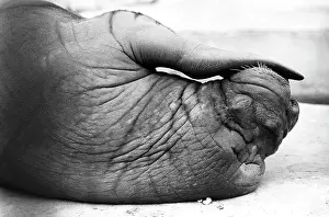 Walrus: Moscow Zoo, 1989