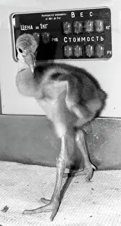 Kuzmina: Moscow Zoo, 1991
