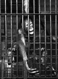 Tatyana: Moscow Zoo, 1991