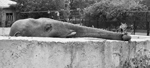 Enclosure: Moscow Zoo, 1992