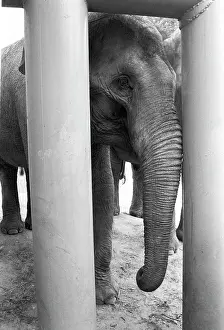 Enclosure: Moscow Zoo, 1992