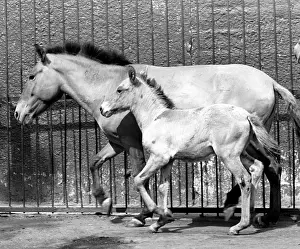 Enclosure: Moscow Zoo, 1992