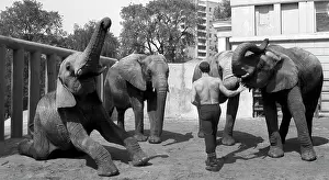 Enclosure: Moscow Zoo, 1992