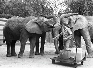 Tatyana: Moscow Zoo, 1992