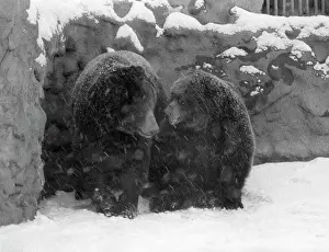 Enclosure: Moscow Zoo, 1993